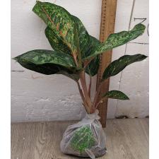 Аглаонема 10 Карат зелено-черный. / Aglaonema 10 Karat - green black A-3