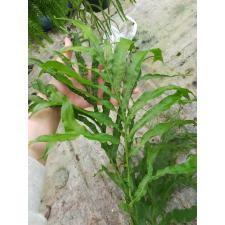Phymatosorus longissimus ‘Crestata’ 253