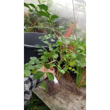Murraya paniculata 'Snowball' (oval leaf) 132