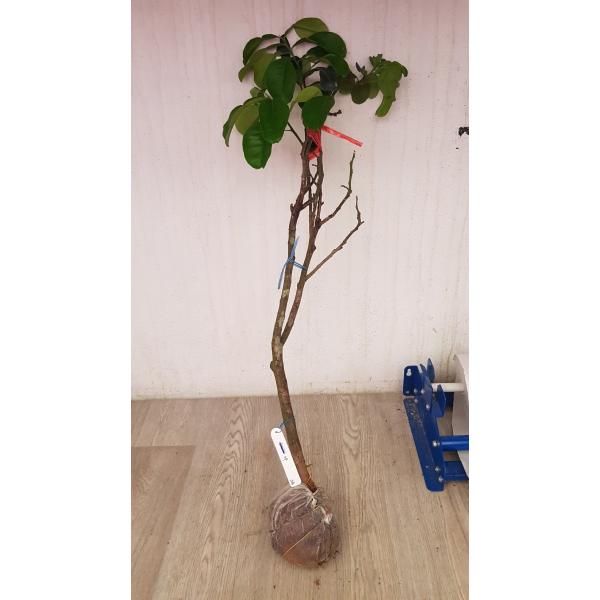 Цитрус максима «Тхонг Ди» (привитый) / Citrus maxima 'Thong Dee' (Grafted)