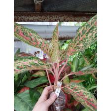 Aglaonema Prakay Ngern 77