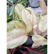 Aglaonema Frozen A-26