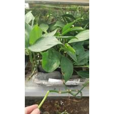 epipremnum sp (Rhaphidophora) s