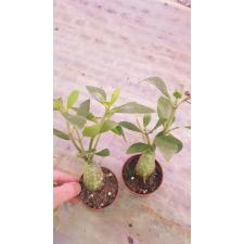 Гиднофитум Папуанум / Hydnophytum Papuanum