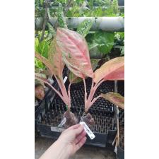 Aglaonema Serm Larb 42