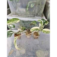 Epipremnum white variegated 1-2-3 стакан 450p