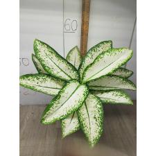 Dieffenbachia delilah