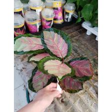 Calathea Roseopicta 'silvia' 12 cm