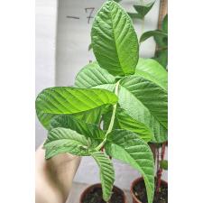 Псидиум гуаява / Psidium guajava