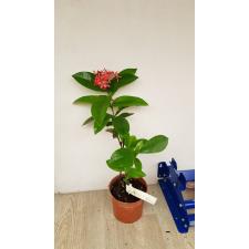 Ixora Chinensis 11 cm pot 850p