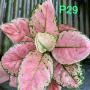 Aglaonema P-29 Anyamane Rose