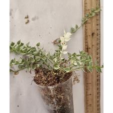 Дисхидия русифолия 'Миллион Харт' варегатная / Dischidia ruscifolia 'Million Heart' variegated S