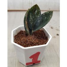 Zamioculcas zamiifolia black variegated (1 leaves) НОМЕР 1