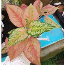 Aglaonema Prakaipet во мху