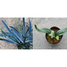 Microsorum thailandicum