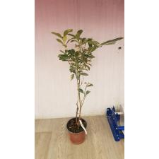 Citrus madurensis variegata pot 2500p