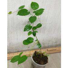 Porana volubilis (Bridal Creeper