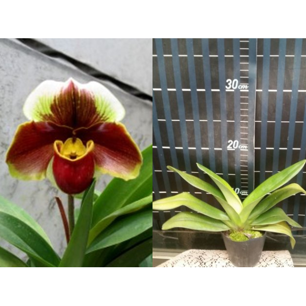 Папхиопедилум Ред Митлоаф / Paph.Red Meatloaf