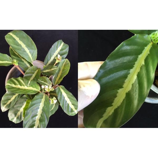 Калатея ундулата / Calathea undulata