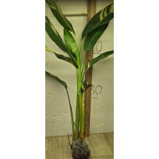 Геликония "Голден Торч" варегатная / Heliconia 'Golden Torch' variegated