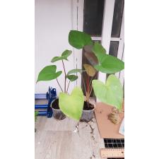 Homalomena Rubescens 'maggy' pot