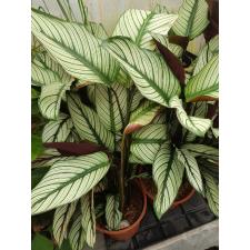 Calat Ma Whitestar 19 cm pot