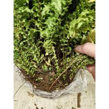 Nephrolepis 'fishtail' (L)