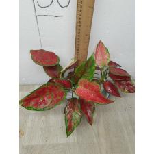 Aglaonema Subchoa A-36