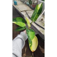 Philodendron ‘Congo Green’ hybrid variegated. 200 