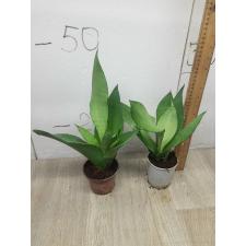 Sansevieria trifasciata 'moonshine' pot