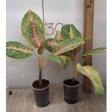 Aglaonema Harry Queen A-97