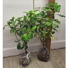 Гардения ангуста варегатная. / Gardenia angusta variegated 117