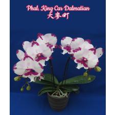 Phal. King Car Dalmatian 2.5" B38 June