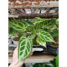 Anthurium Crystallinum (cultivar) 10 cm pot уценка 900р