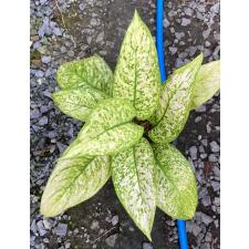 Аглаонема Чао Муенг Рач / Aglaonema Chao Mueng Rach