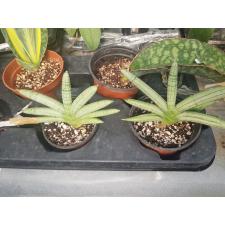 Sansevieria Boncel (Silver 683