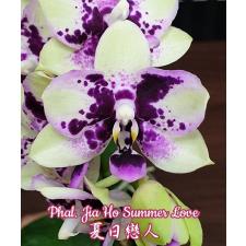 Phal. Jia Ho Summer Love 2.5" B40 april