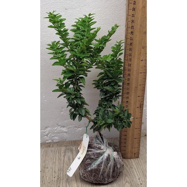 Трифазия трифолия (Лайм Ягода)(Япония) / Triphasia trifolia (Lime Berry)(Japan)