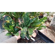 Codiaeum Aurora 234-235