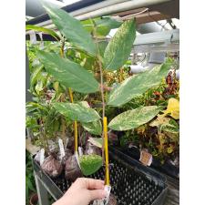 Mitrephora keithii x winitii variegated (S)(grafted) 427/1