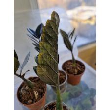 Zamioculcas zamiifolia SP (black leaf) 