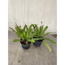 Asplenium Crispy Wave pot 