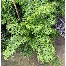 Nephrolepis falcata 'Furcans' (mutation) в белом подвесном