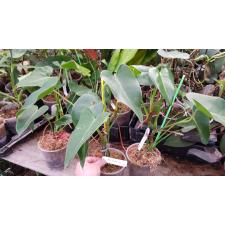 Philodendron corcovadense  pot 1200р
