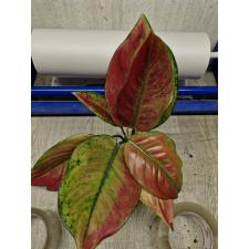 Aglaonema Heng Heng red