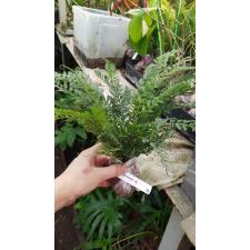 Asplenium thunbergii pot