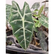 Алоказия Полли / Alocasia Polly (S)