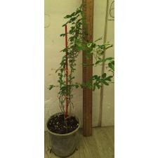 Питецеллобиум дулси варегатная / Pithecellobium dulce variegata