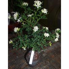 Murraya paniculata 'Min-a-Min' Dwarf mutation(C) 183