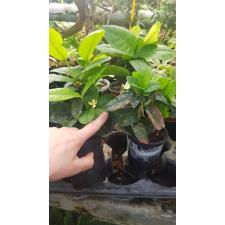 Ixora Chinensis 11 cm pot 850p